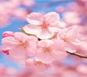 Matière première cosmétique liquide de saison printanière, dérivée de plantes, à base de PDRN de fleur de cerisier, d'ADN de sodium et d'anthocyanidines, 10 ppm, haute pureté - Product Image 2