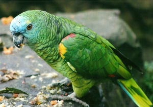 Live Blue-Fronted for Parrots for Breeding <b>Aviaries</b> Ornamental Bird Trade Wholesale Export Supply NMF (PVT) LTD South Africa - Product Image 1