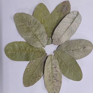 Feuilles de Goyave Indienne Séchées (Psidium Guajava) en Gros pour Poissons Betta et Crevettes – Accessoires d'Aquarium, Feuilles Médicinales Saines et Herbacées - Product Image 1