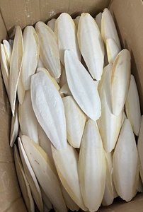 Hueso de Sepia Seco Natural (Hueso de Calamar) Grado A para Aves, Reptiles, Mascotas (Liam +84 865 912 655) - Product Image 3