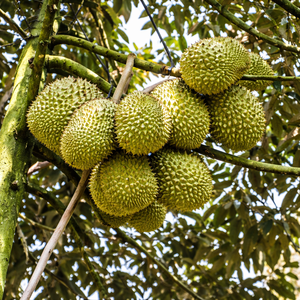 PROVEEDOR PRINCIPAL MARCA VDT Durian Congelado Dulce - Rey de las Frutas, Envasado al Vacío, Alta Calidad, Precio Competitivo, Origen Vietnam/ Sra. ALINA - Product Image 6
