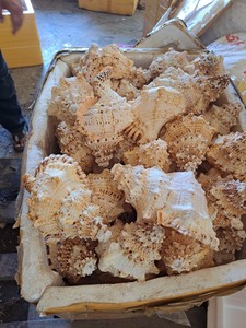 Vietnam Factory Triton’s Trumpet Shell Large Natural Sea Shell Decorative Craft Bulk Manufacturer Export - Product Image 5