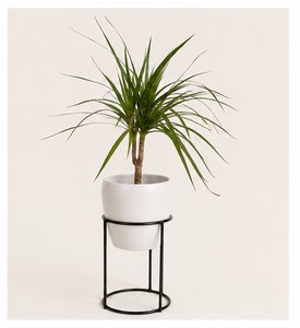 Plante d'intérieur fournie directement par l'usine avec un pot en métal blanc élégant et un support en métal minimaliste pour la décoration de la maison et du bureau - Product Image 2