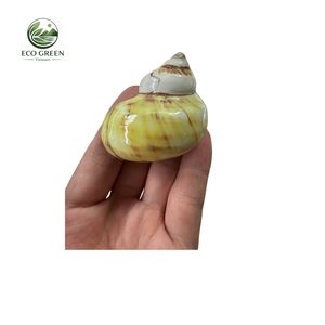 3 coquillages naturels écologiques de petite taille pour crabe ermite, 1,52 pouce, ouverture de 0,81 pouce, jaune, blanc, vert, argent, décoration d'intérieur - Product Image 4