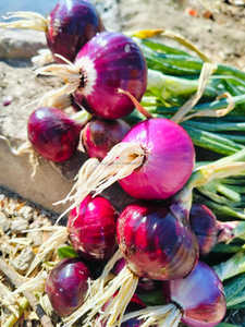 FB-BASIRA (5440) Graines d'<span class=keywords><strong>oignon</strong></span> rouge foncé biologique non-OGM, pollinées à l'ouverture, bulbes frais Farmson Biotech - Product Image 3