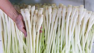 Vietnamese Sweet and Sour <b>Pickled</b> Bulrush Stem in Glass <b>Jar</b> Traditional Ready to Eat Mekong Delta Preserved Vegetable - Product Image 6