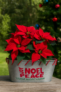 Jardinière rustique en métal galvanisé avec charme de poinsettia festif parfait pour la décoration de vacances et l'élégance toute l'année - Product Image 2