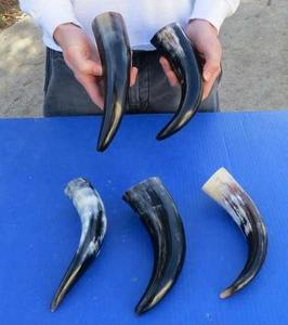 Mug en corne de bœuf Viking fait main - 16 oz, tasse à bière de qualité alimentaire avec support |   Tasse authentique en corne de buffle sculptée pour le café - Product Image 5