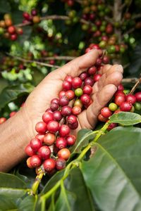 HANCOFFEE Proveedor Vietnamita de Granos de Café Verde Cosecha 2026, Mejor Precio, Arábica Grado 123, Tamaño 14-18, Granos de Café Crudos - Product Image 2