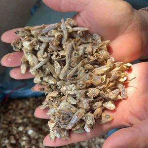 Cabeza de Anchoa Seca de Alta Calidad para Acuicultura y Alimentación Animal - Materia Prima de Desechos de Pescado - Product Image 4