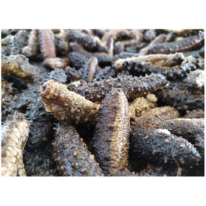 Pepino de mar seco, el más vendido |   Exportado por el Reino Unido desde Brasil, Grado A, alta calidad - Product Image 3