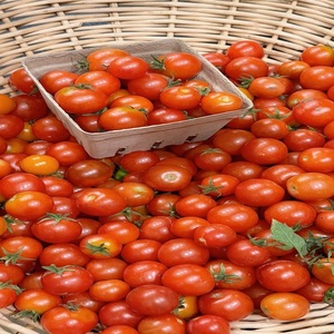 Tomates fraîches fiables directement des fermes pour des opérations de chaîne d'approvisionnement constantes - Product Image 1