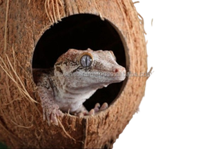 Caches cachettes en coquille de noix de coco 100 % écologiques et sans danger pour les animaux domestiques, pour oiseaux et petits reptiles, pour terrarium – Design durable et moderne - Product Image 3