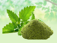 Poudre de feuilles de menthe poivrée (Mentha Piperita) séchées, herbes brutes, marque CareQue, emballage en fût, vente en gros, extrait végétal