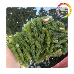 Uvas de Mar Secas de Alta Calidad de Vietnam - A Granel, Sazonadas y con Sabor, 100% Naturales, Deliciosas Algas Marinas - Product Image 4