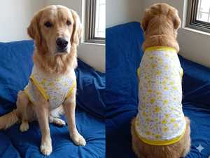 Premium Soft Cotton Round Neck AOP <b>T</b> <b>Shirt</b> for Pets with Comfortable Fit and Stylish All Over Print Design Available For Sale - Product Image 2