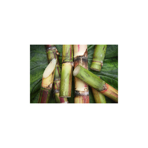 อ้อยพรีเมียมสำหรับการส่งออกขายส่งและการจัดหาทางการเกษตรระดับโลก - Product Image 6