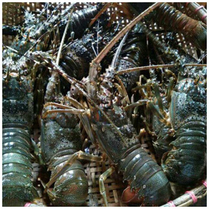 Proveedor Original de Mariscos Altamente Nutritivos: Langosta Entera Cocida y Congelada a un Precio de Mercado Confiable - Product Image 2