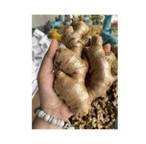 Jengibre fresco Venta al por mayor Origen de Vietnam Suministro de exportación de sabor picante de alta calidad - Product Image 1