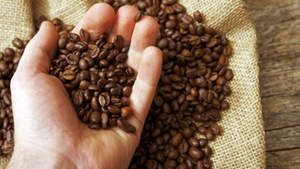 Café Robusta torréfié moulu de spécialité, qualité AA+, noir, brisures à moins de 0,1%, haute qualité, exportateur en gros, marque TNFOOD, ISO 22000 - Product Image 6