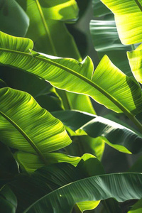 Feuilles de bananier vertes naturelles, fraîches et congelées, 100 % biodégradables, emballage alimentaire de qualité export pour les États-Unis, l'UE, l'Australie et l'Asie Ms.May - Product Image 2