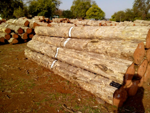 Troncos de Madera de Teca, Embalaje Comercial a Granel, Proveedor Mayorista para la Industria del Mueble y Distribuidores de Madera - Product Image 1