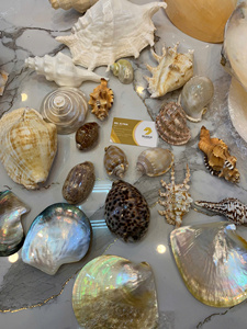 เปลือกหอยเชลล์ทำความสะอาดแล้ว สีสันสวยงาม ธรรมชาติ ของตกแต่ง หอยทะเล โรงงานขายส่งเวียดนาม บรรจุภัณฑ์ขายส่งจำนวนมาก - Product Image 4