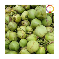 Noix de coco jeune et fraîche |   Forme de diamant |   Ouverture facile |   Idéal pour les cafés de plage et les complexes hôteliers |   Vente en gros au Vietnam