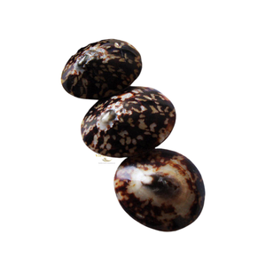 Conchas de limpias de alta calidad pulidas, conchas marinas naturales para diseño de interiores y manualidades creativas, Vietchoice - Product Image 2