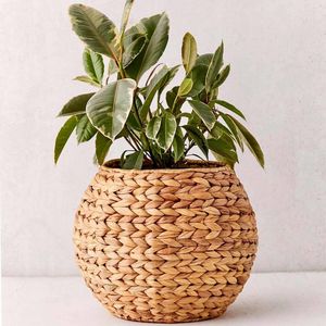 Macetas Decorativas de Flores y Plantas, Precio Directo de Fábrica, Macetas de Jacinto de Agua Natural - Product Image 5