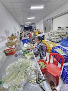 ตะไคร้สดสำหรับส่งออก – สมุนไพรธรรมชาติคุณภาพพรีเมียมสำหรับทำอาหารและชา ราคาแข่งขันและจำหน่ายจำนวนมาก - Product Image 5