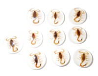 Scorpion doré moderne, véritable spécimen, cabochon en plastique rond 25x25 mm, fond plat blanc pour l'artisanat et la fabrication de bijoux
