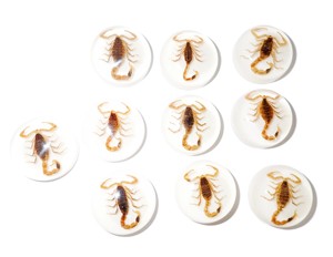 Cabujón Redondo de Plástico con Espécimen Real de Escorpión Dorado Moderno, 25x25 mm, Base Plana Blanca para Manualidades y Joyería - Product Image 6