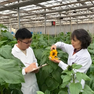Graines de <span class=keywords><strong>tournesol</strong></span> à taux de germination élevé pour la plantation, graines de <span class=keywords><strong>tournesol</strong></span> géantes brutes en vrac, culture agricole, non-OGM - Product Image 5