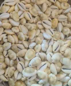 High Quality Cowrie Shell for Decoration and Craft Materials with Export Supply and Wholesale Orders - Product Image 6