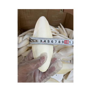 Suplemento de Calcio Natural de Calamar Seco para Aves, Favorece el Recorte del Pico y el Desarrollo de Huesos Fuertes - Product Image 1