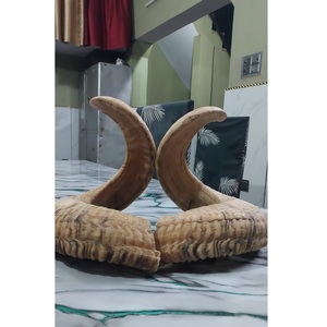 Shofar en corne de bélier naturelle, poli, éco-responsable, taille personnalisée, casher, pour usage religieux, produit phare - Product Image 3