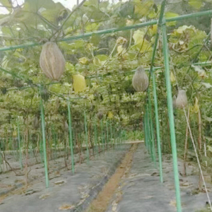Poteaux de pépinière de piquets de soutien de plante de souche d'arbre de fibre de verre pour l'agriculture - Product Image 5