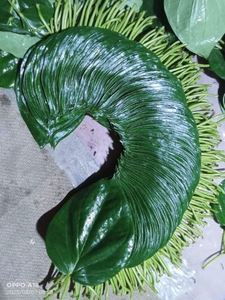 ใบพลูสดพร้อมที่ล็อคความชื้นการเตรียม paan แบบดั้งเดิมสำหรับการใช้อาหารที่ปลอดภัยในราคาที่ดีที่สุดโดยผู้ส่งออก - Product Image 6