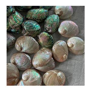 เปลือกหอยเป๋าฮื้อธรรมชาติสีรุ้ง วัสดุตกแต่งสำหรับตกแต่งบ้าน งานฝีมือ DIY และของสะสมสำหรับจัดแสดง - Product Image 1
