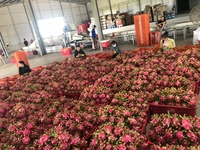 [Nieuwe 2025] Binh Thuan Rood Vel Rood Vlees Dragon Fruit Globalgap Standaard Zoete Sappige Smaak Voor Groothandelsimporteurs