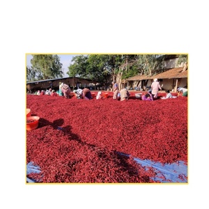 Piments rouges Guntur Byadgi de qualité supérieure séchés entiers avec tige, très chauds et épicés, épices indiennes authentiques pour l'assaisonnement et la cuisine - Product Image 3