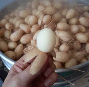 Vegetales de raíz congelados para sopa dulce, tubérculos naturales masticables, procesamiento IQF, suministro al por mayor - Product Image 6