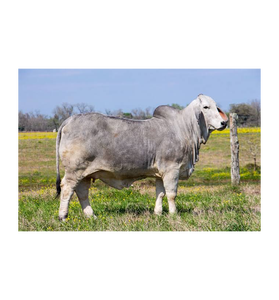 Ganado Brahman Gris Premium para Suministro al por Mayor y Cría Comercial de Ganado - Product Image 4
