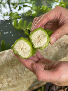 Plátano Cavendish Premium de Vietnam – Plátanos Frescos y Dulces para Exportación Global - Product Image 2