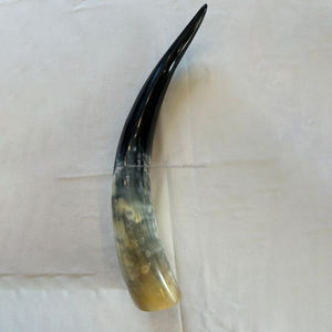 Cuerno de búfalo natural pulido a mano, par largo, para decoración del hogar y accesorios, cuerno de vaca vikingo para beber de alta calidad - Product Image 5