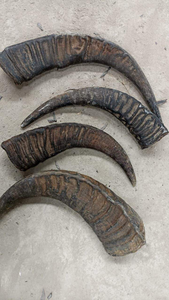 Juguete Masticable para Perros de Cuerno de Búfalo 100% Natural y Ecológico, Seguro y Duradero para Uso Diario en Varios Tamaños - Product Image 2