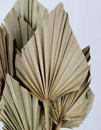 Proveedor de hojas de palma secas, fábrica de hojas de palma secas, hojas de palma secas al por mayor directamente de fábrica, fabricante de decoración ecológica para el hogar - Product Image 4