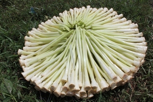 Crunchy <b>Sweet</b> and <b>Sour</b> Pickled Bulrush Stem in Jar Natural Vietnamese Preserved Vegetable - Product Image 4