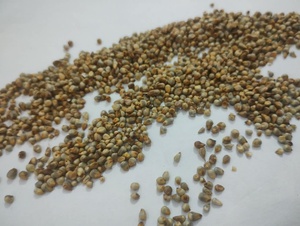 Reen Traders Mijo Verde No Modificado Genéticamente (Hara Bajra Pearl Millet) Grano Entero para Alimentación Animal y Consumo Humano, Larga Vida Útil - Product Image 4